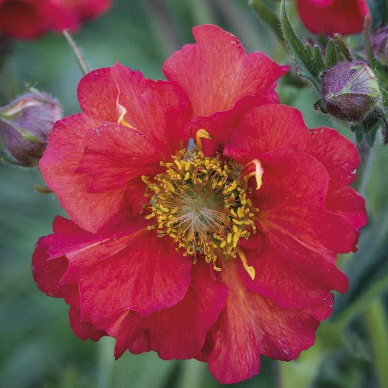 1 Potted 9cm Plant Geum Scarlet Tempest Flower Plants