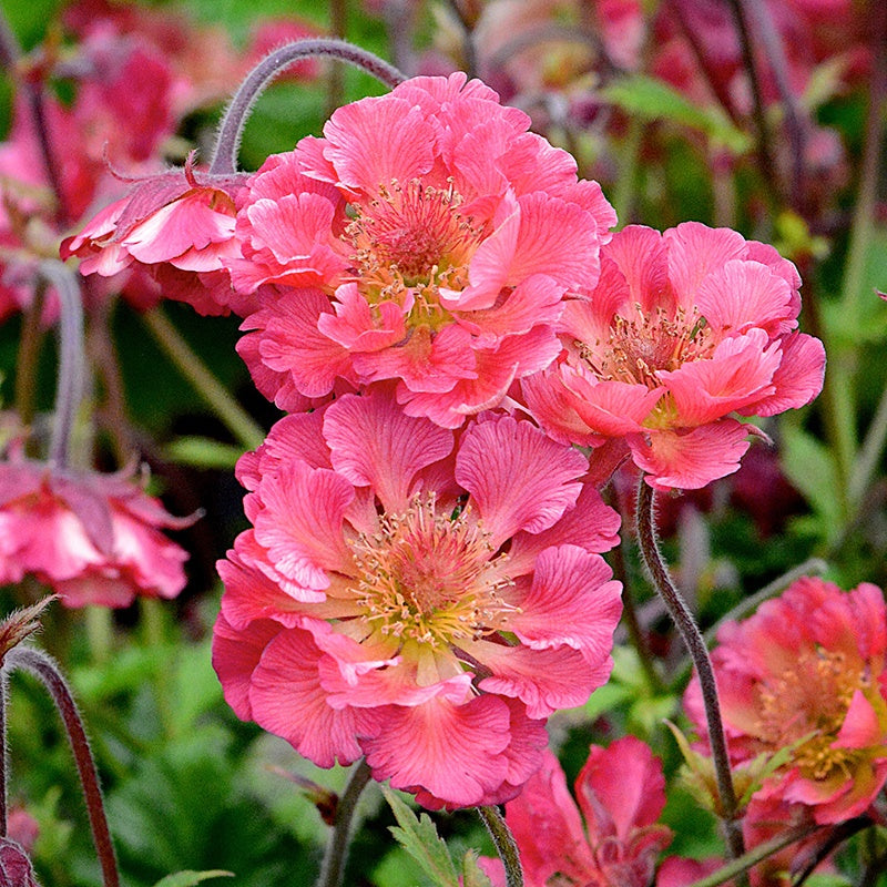 Geum Young plant Collection
