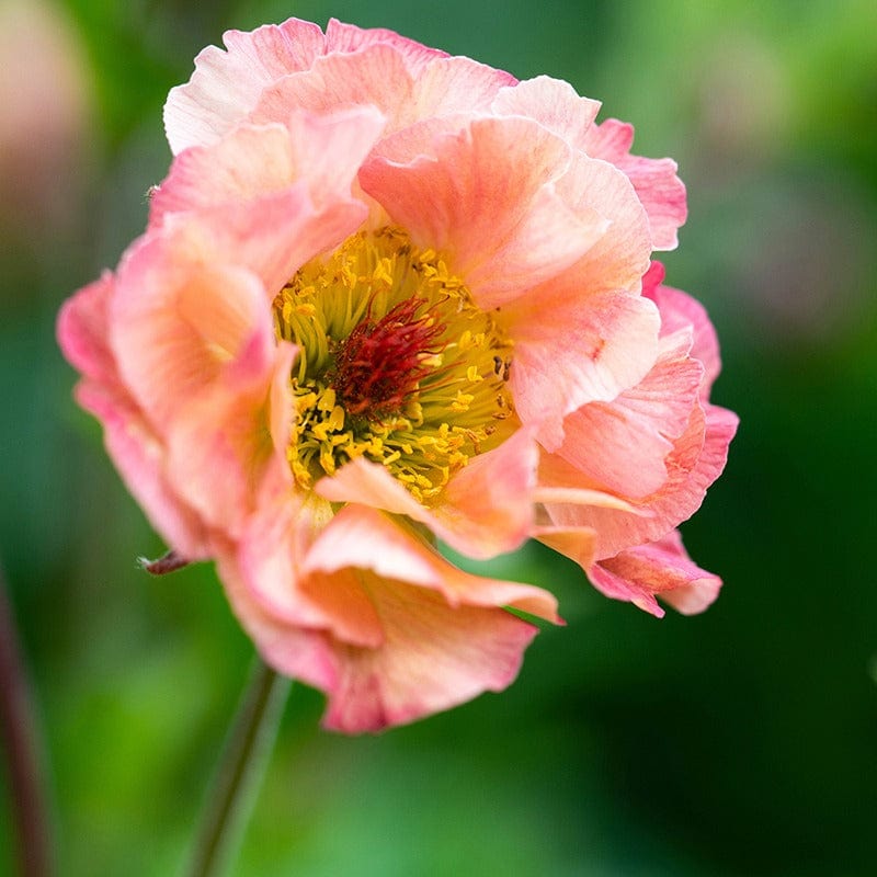 Geum Petticoats Peach Flower Plants