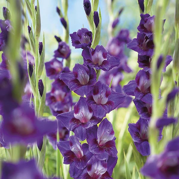 Gladioli Velvet Eyes Flower Corms