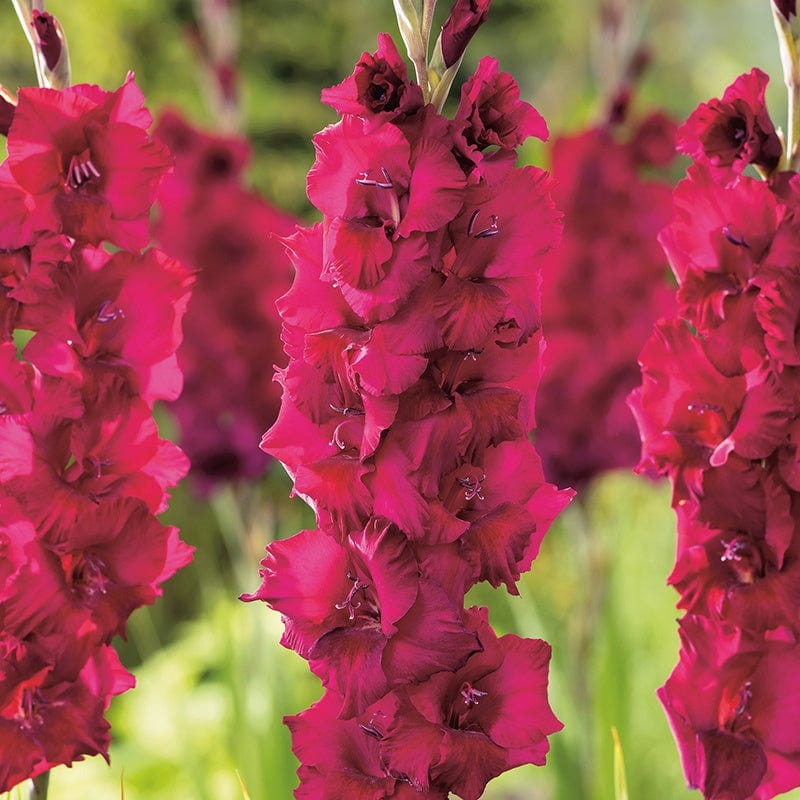 Gladioli Plum Tart Flower Corms