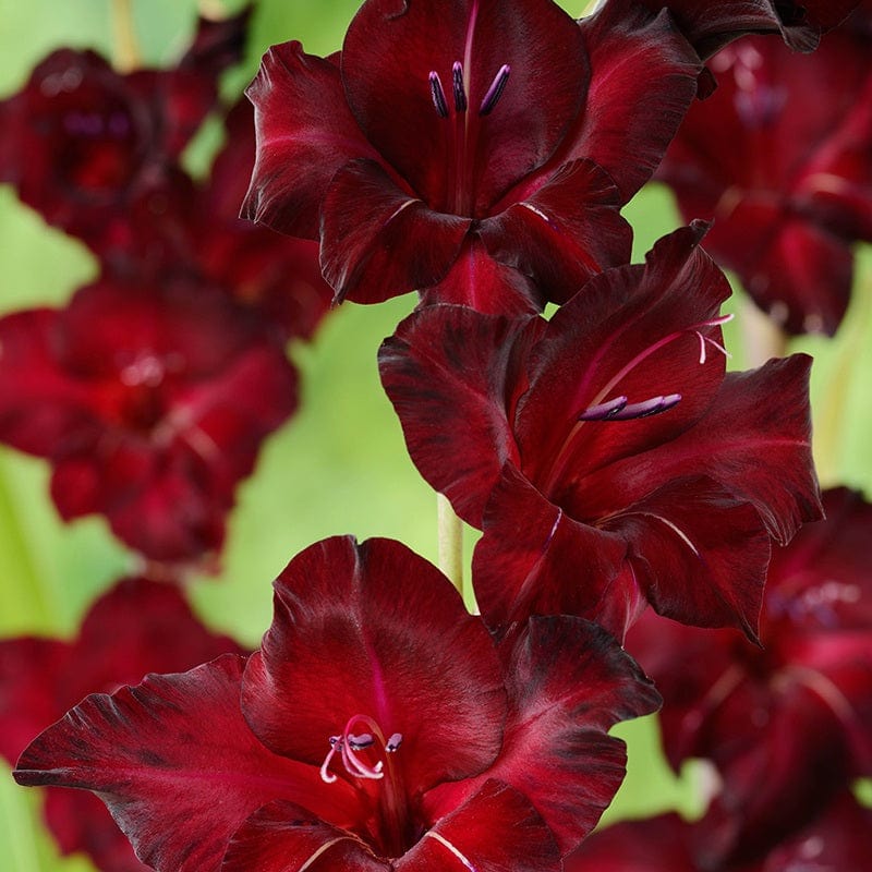 Gladioli Black Star Flower Corms