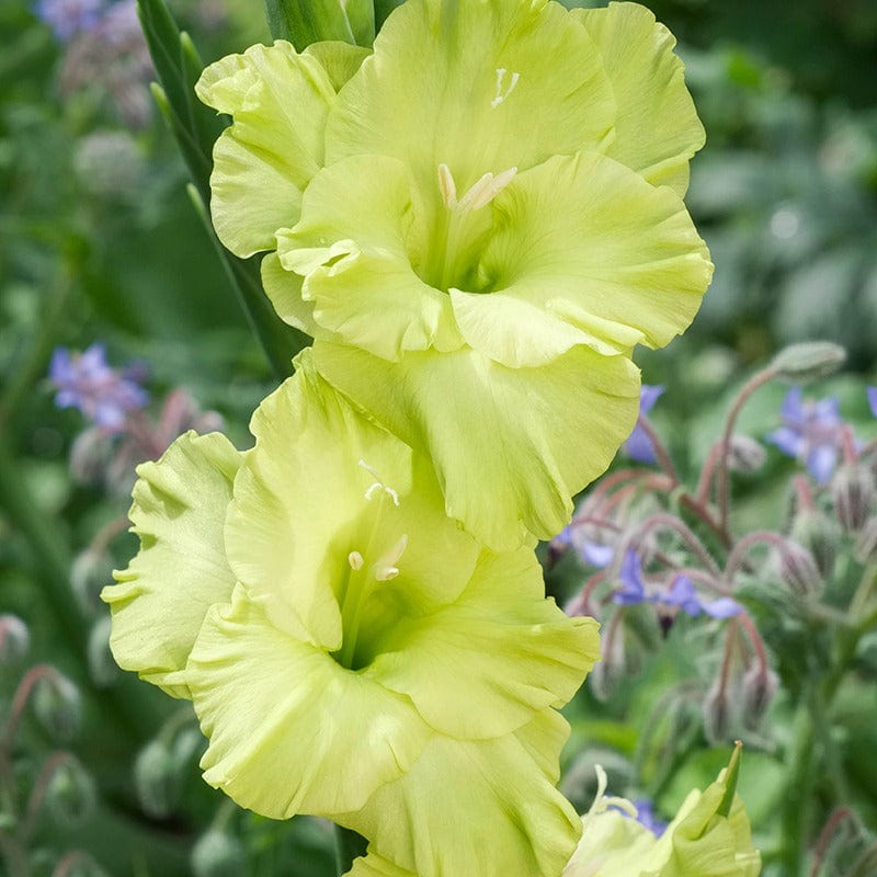 Gladioli Green Star Flower Corms