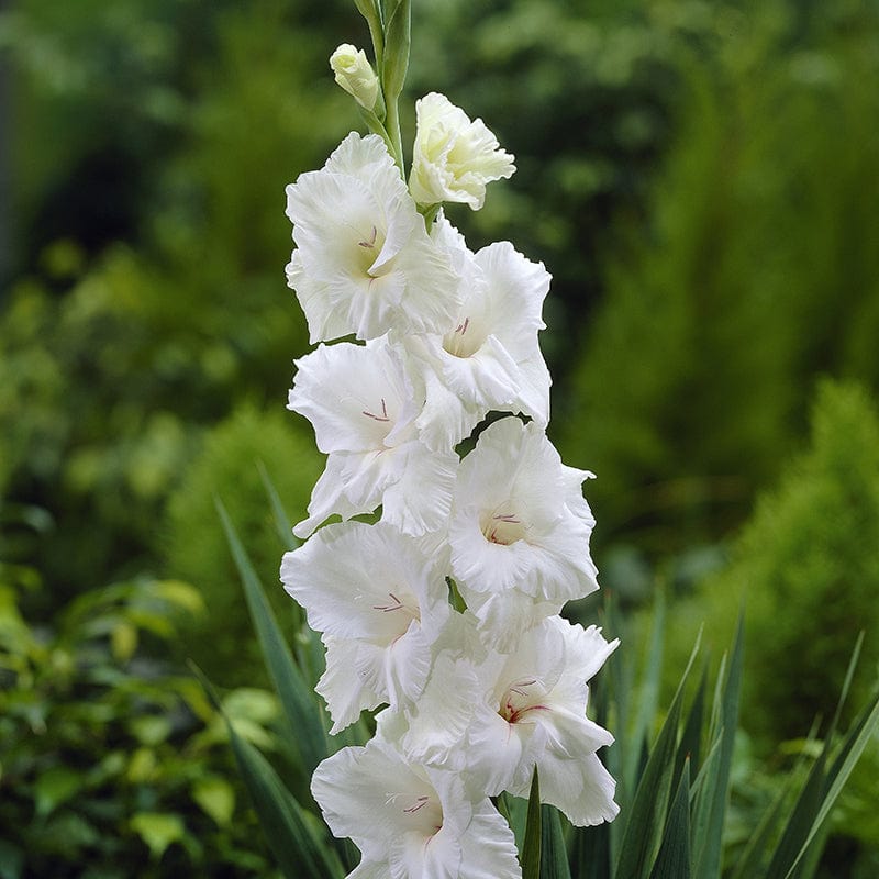 Gladioli White Prosperity Flower Corms