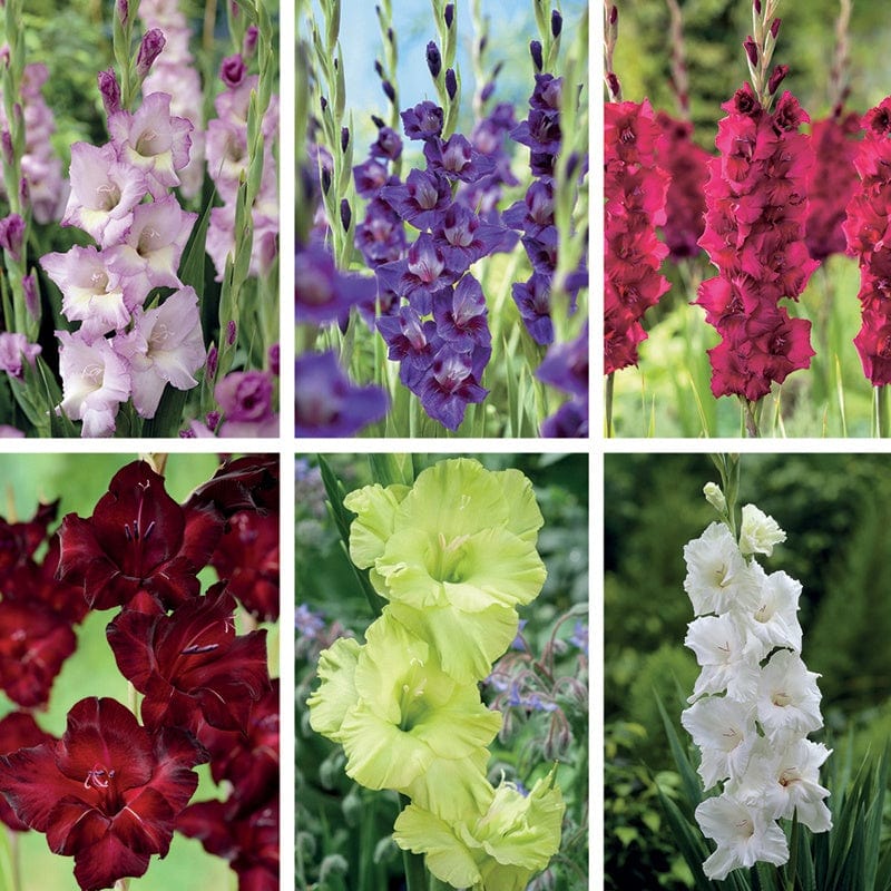 Gladioli Flower Bulb Collection