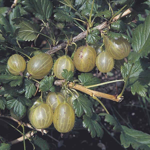 Gooseberry Invicta Fruit Plant (Early Season)