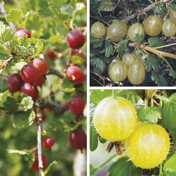 Season Long Gooseberry Plant Collection