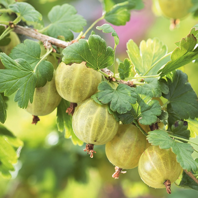 Gooseberry Hinnonmaki Yellow Fruit Plant (Late Season)