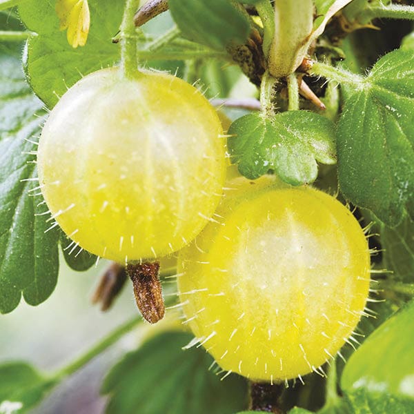Gooseberry Hinnonmaki Yellow Fruit Plant (Late Season)