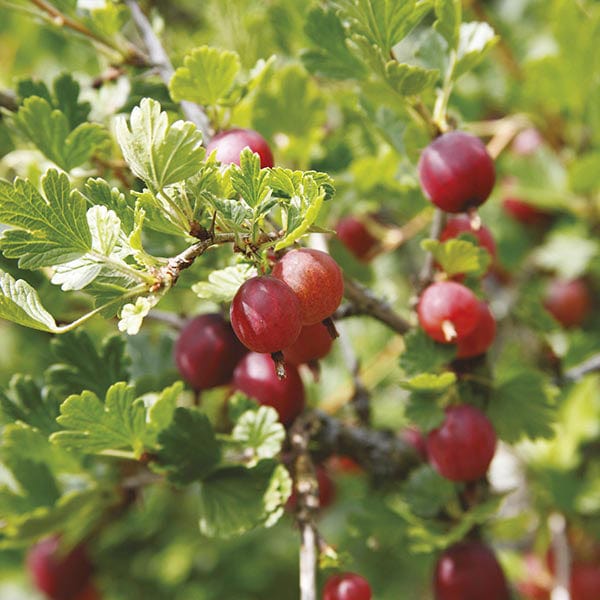 Gooseberry Hinnonmaki Red Fruit Plants