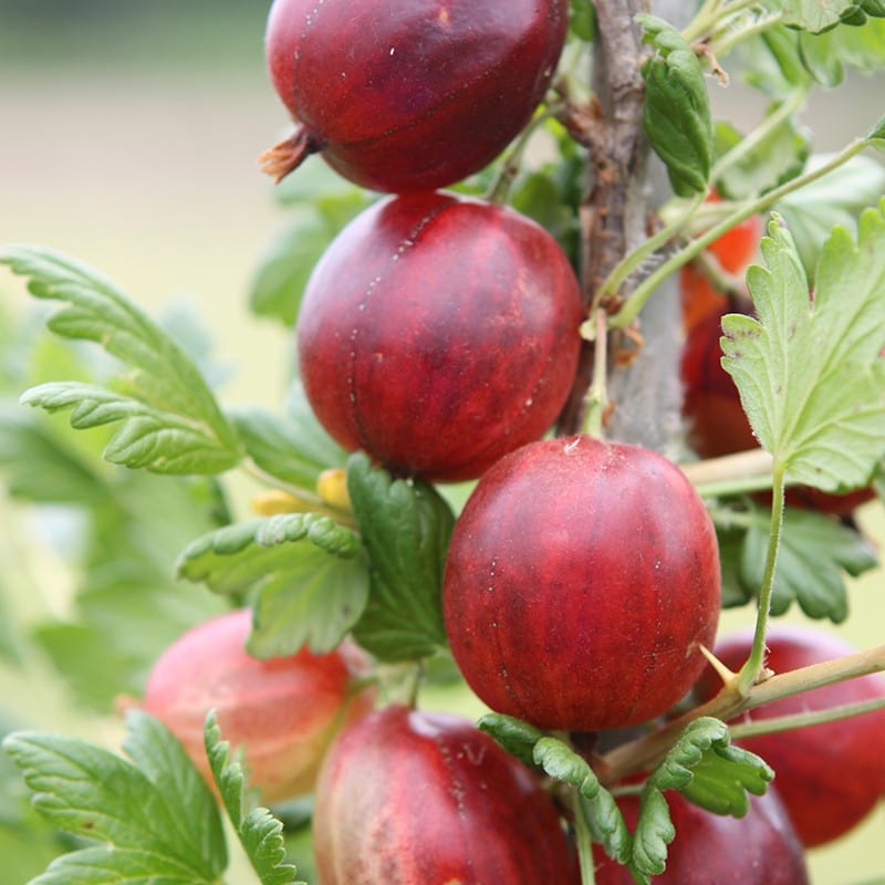 Gooseberry Xenia Fruit Plant