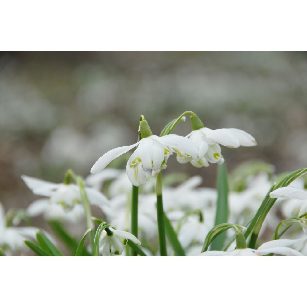 Galanthus Flore Pleno Flower Bulbs