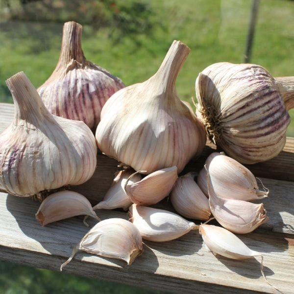 Garlic bulbs on a wooden surface with a natural background