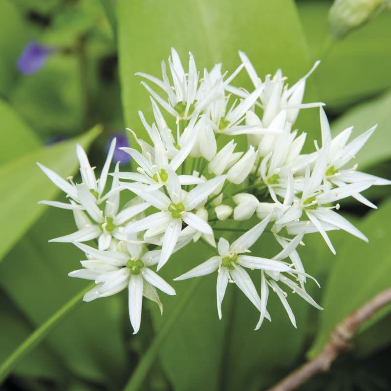 Garlic (Wild) Seeds