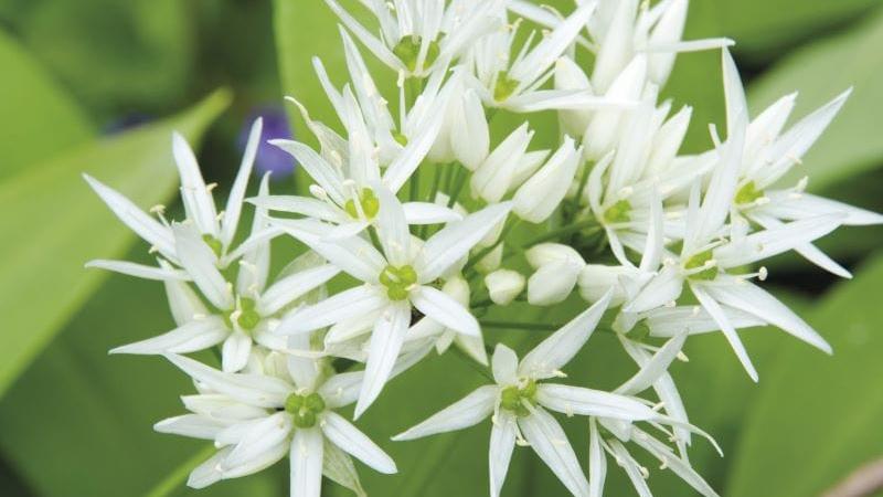 Garlic (Wild) Seeds