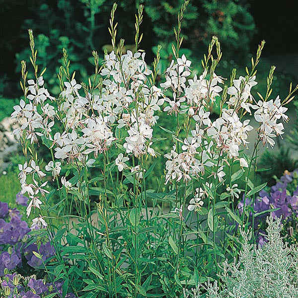 White flowers with green leaves and purple flowers in the background