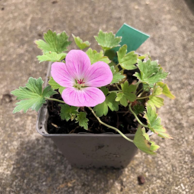 Geranium Mavis Simpson