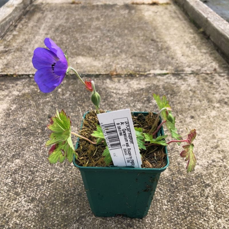 Geranium Rozanne Plant