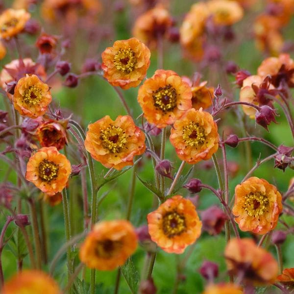 Close-up of orange flowers with a blurred green background