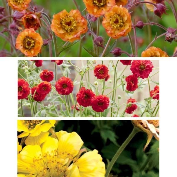 Three images of different colored flowers: orange, red, and yellow.