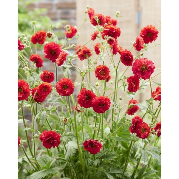 Red flowers with green stems and leaves in a garden setting