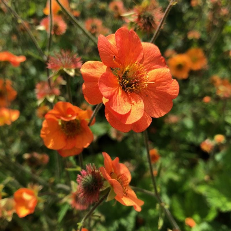 Geum Totally Tangerine Flower Plants