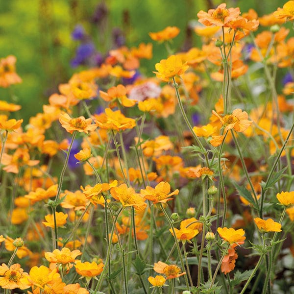 1 Potted 9cm Plant Geum Totally Tangerine Flower Plants