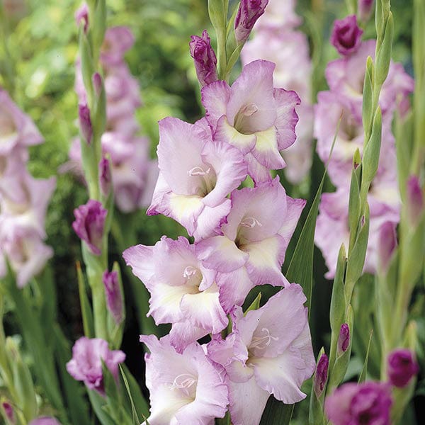 Gladioli Flower Bulb Collection