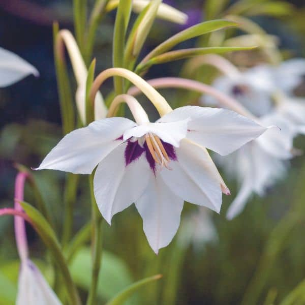 Gladiolus murielae Flower Bulbs