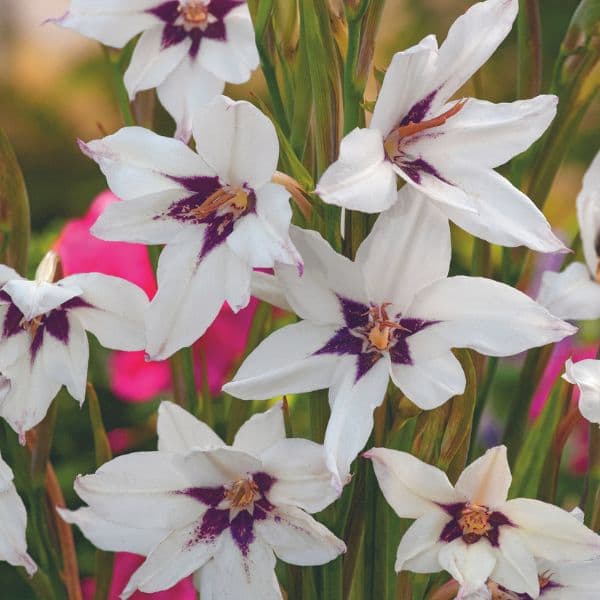 Gladiolus murielae Flower Bulbs