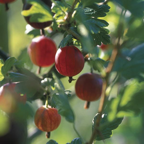 Gooseberry Xenia Fruit Plant