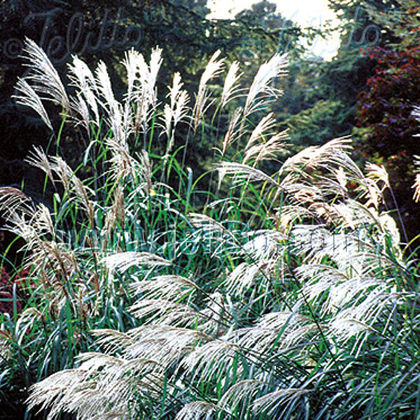 Garden scene with tall grasses and trees in the background