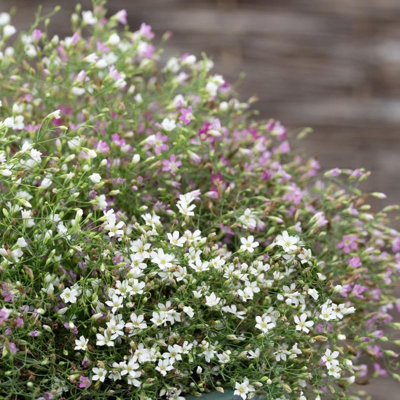 Gypsophila Cotton Candy Mix Seeds