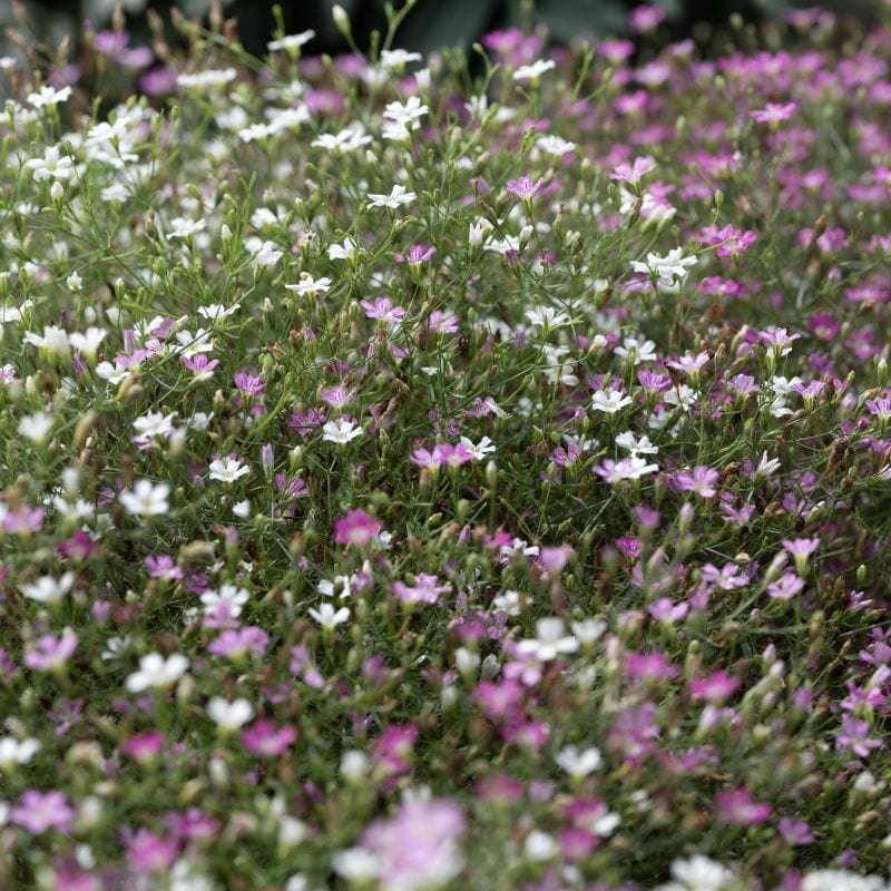 Gypsophila Cotton Candy Mix Seeds