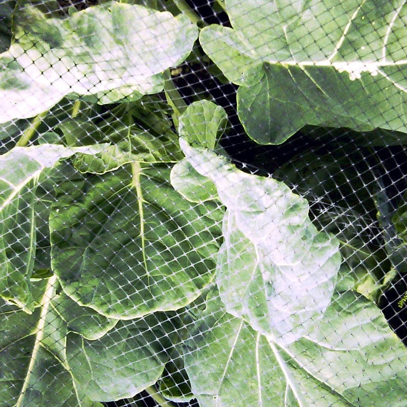 Plant Protection Butterfly & Bird Netting (3x4m)