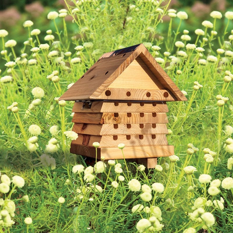 Interactive Solitary Bee Hive