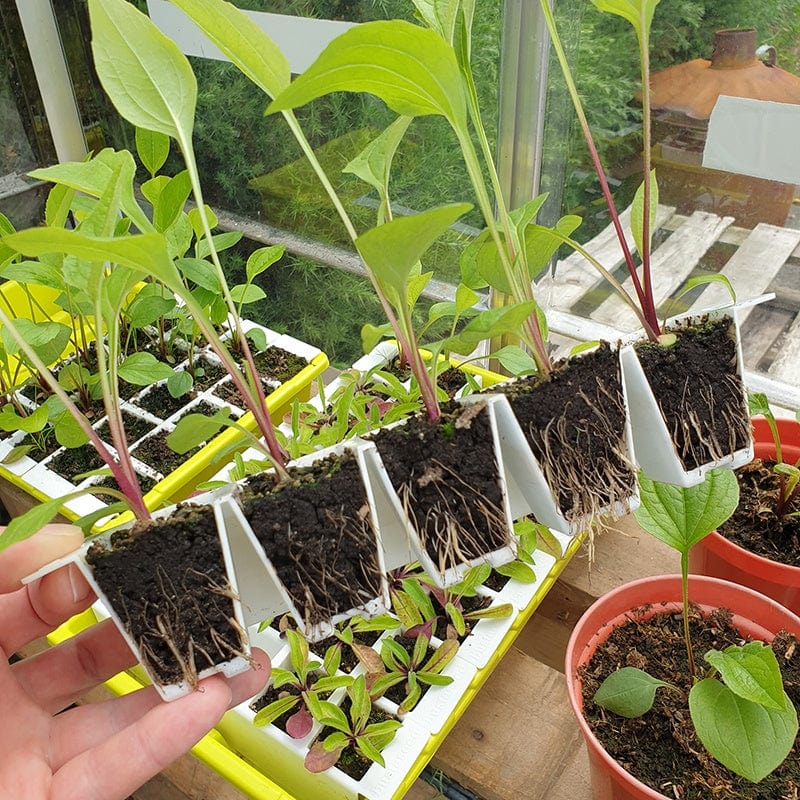 Bustaseed Propagation Tray