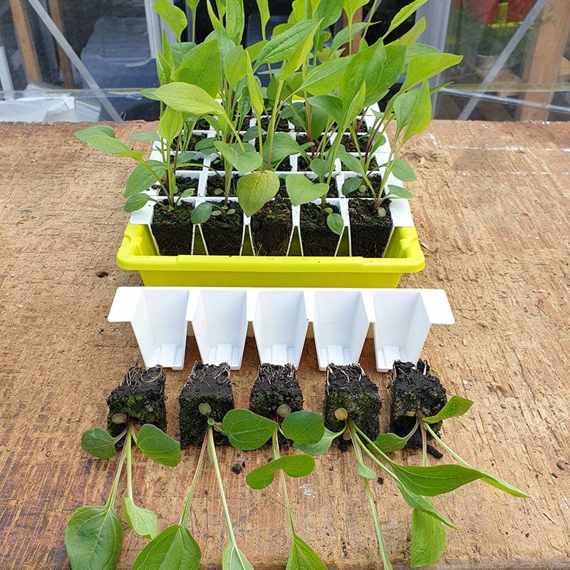 Bustaseed Propagation Tray