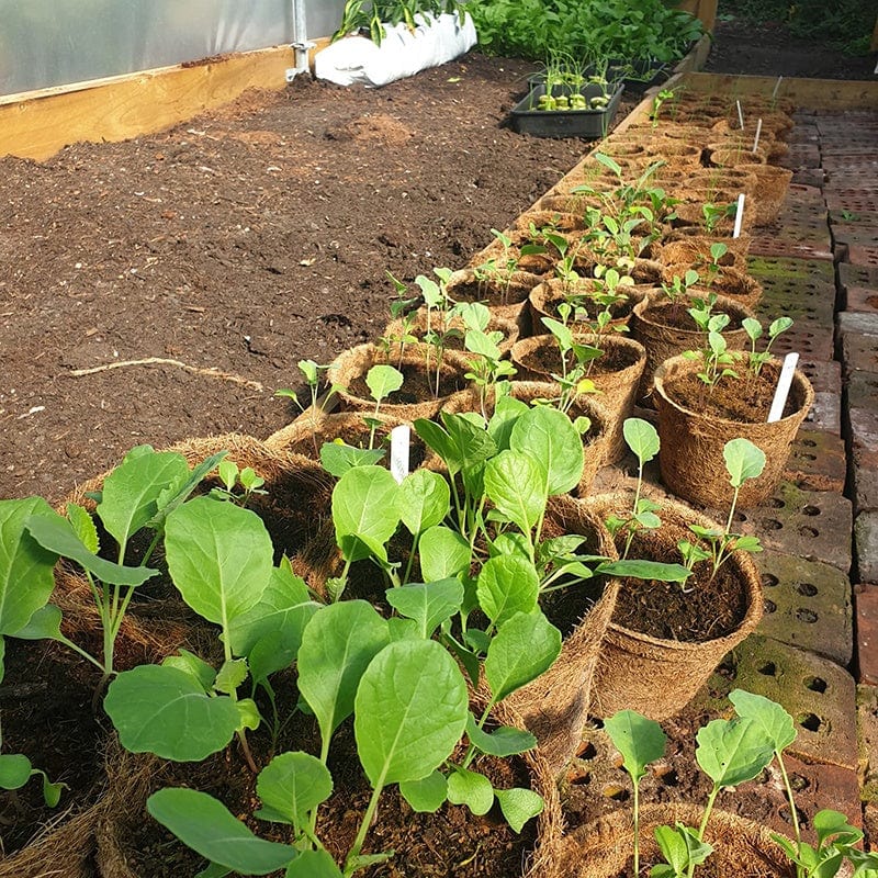 Coir Pots 20 x 8cm