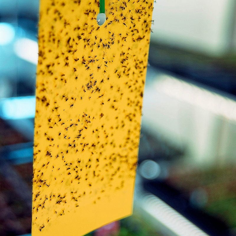 Yellow Insect Sticky Traps x10