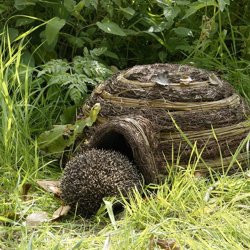 Igloo Hedgehog Habitat