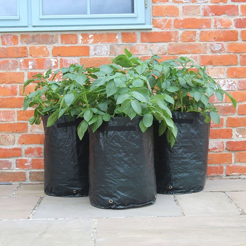 Potato Patio Planters x 3