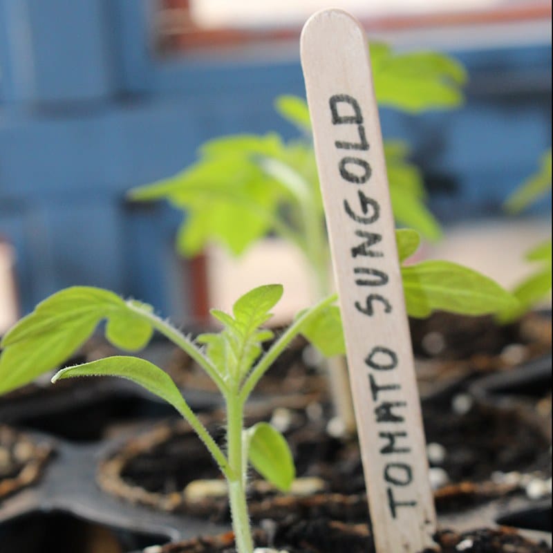 Wooden Plant Labels Pencil