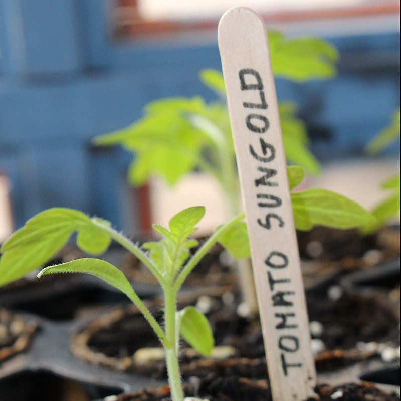 Wooden Plant Labels With Pencil