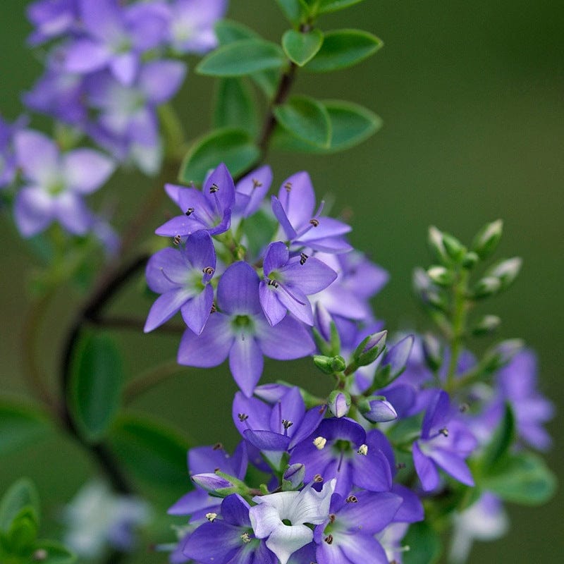 Hebe Champion Shrub Plant