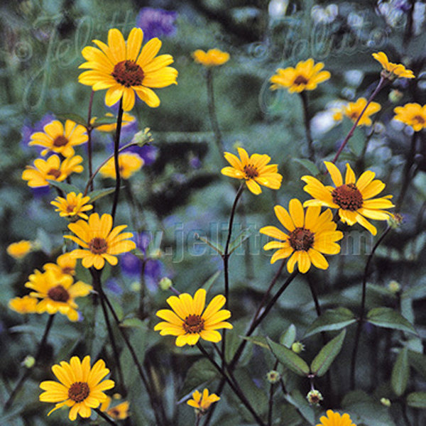 Heliopsis Summer Nights Plants