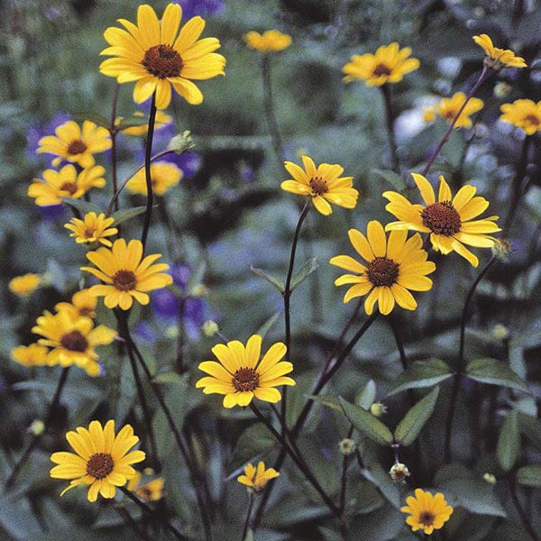 15 Young Plants Heliopsis Summer nights yp