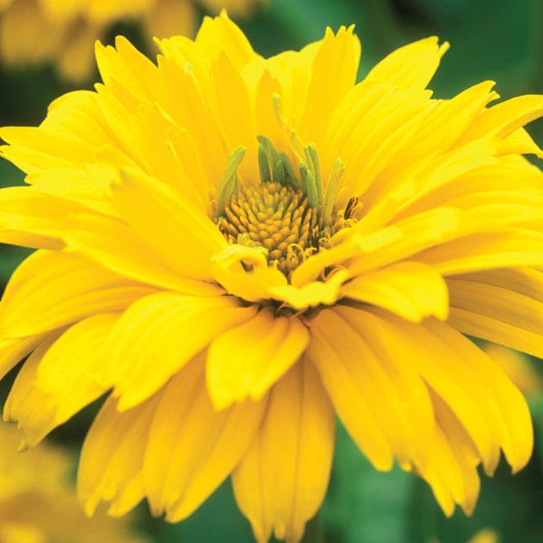 Heliopsis  helianthoides var. scabra Summer Sun Plants