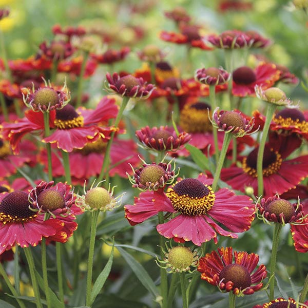 15 Young Plants Helenium Red shades YP