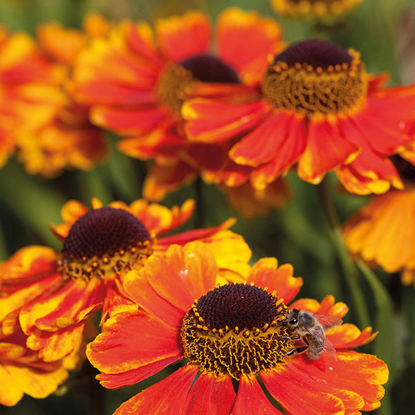 Helenium Mardi Gras Plants